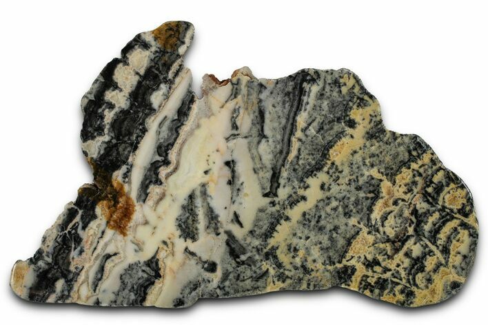 Proterozoic Columnar Stromatolite (Asperia) Slab - Australia #353621